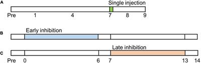 Modulation of Neuropathic Pain by Glial Regulation in the Insular Cortex of Rats